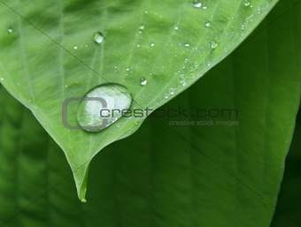 Drop on leaf tip