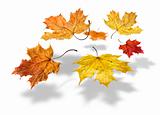 Colorful autumn maple leaves falling on white background