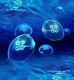 Blue medusas glowing underwater