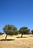 olive trees on hill