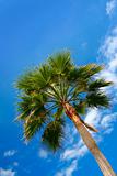 Green palm blue sky