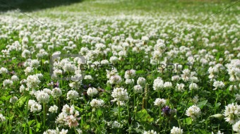 White clover field