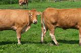 limousin cows