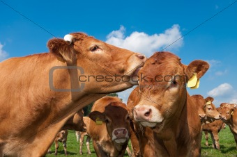 limousin cows