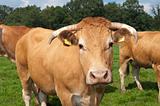 limousin cow