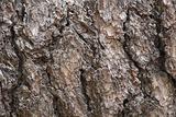 Pine Bark Background