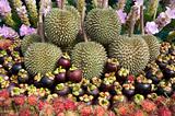thai fruits