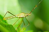 Daddy long legs in green nature