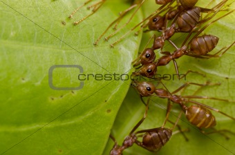 red ants team work