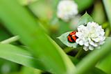 red beetle or ladybug in green nature