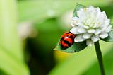 red beetle or ladybug in green nature 