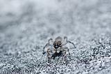 gray white jump spider on the wall