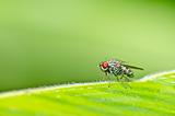 red eyes fly in green nature