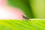 red eyes fly in green nature