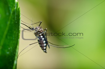 mosquito in forest or in the garden is danger