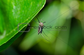 mosquito in forest or in the garden