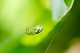 green spider in green nature