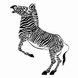 zebra - vector