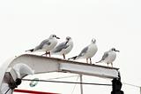gulls on the roost
