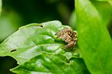 jumping spider in garden or in green nature