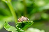 jumping spider in garden or in green nature