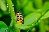 jewel beetle in green nature