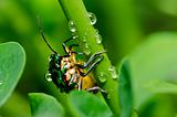 jewel beetle in green nature
