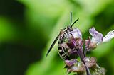 mammoth wasp in the green nature
