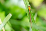 red dragonfly in green nature