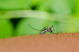 mosquito in the city or in garden. It's danger