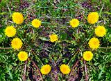 heart made of yellow dandelions on green grass