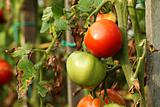 Red and green garden tomatoes