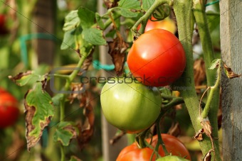Red and green garden tomatoes