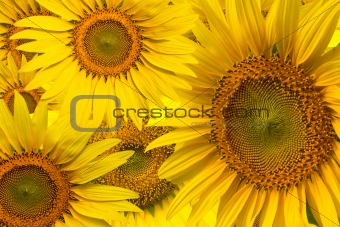 Beautiful yellow Sunflower 