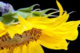sunflower macro