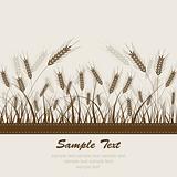  wheat background, vector
