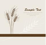  wheat background, vector