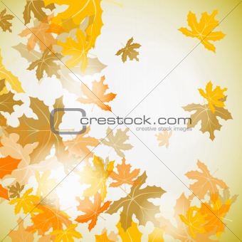 Maple autumn background, vector
