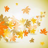 Maple autumn background, vector