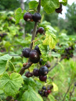 the black berries of currant