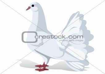 A white dove