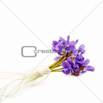 bunch of Viola  isolated on white