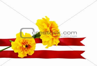 Marigold flower with red ribbon on a white background 