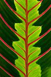 Green leaf with red veins 