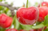 ecological cherries
