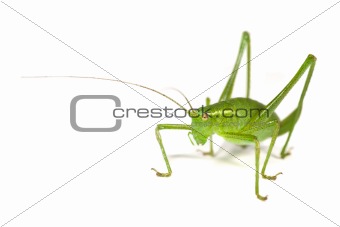 Specked Bush-Cricket