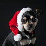 Chihuahua wearing Santa Hat