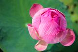 pink water lilly flower thailand