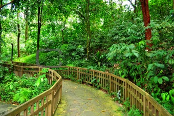 Serene and peaceful forested trail