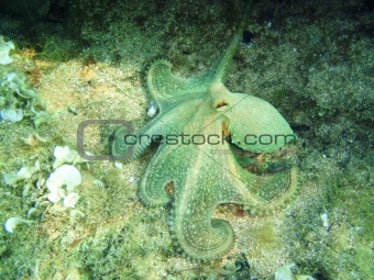 Underwatershot Of A Wild Octopus